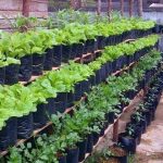 Tips Berkebun Organik Agar Tanaman Sehat Dan Subur