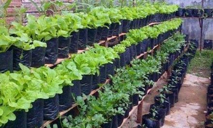 Tips Berkebun Organik Agar Tanaman Sehat Dan Subur