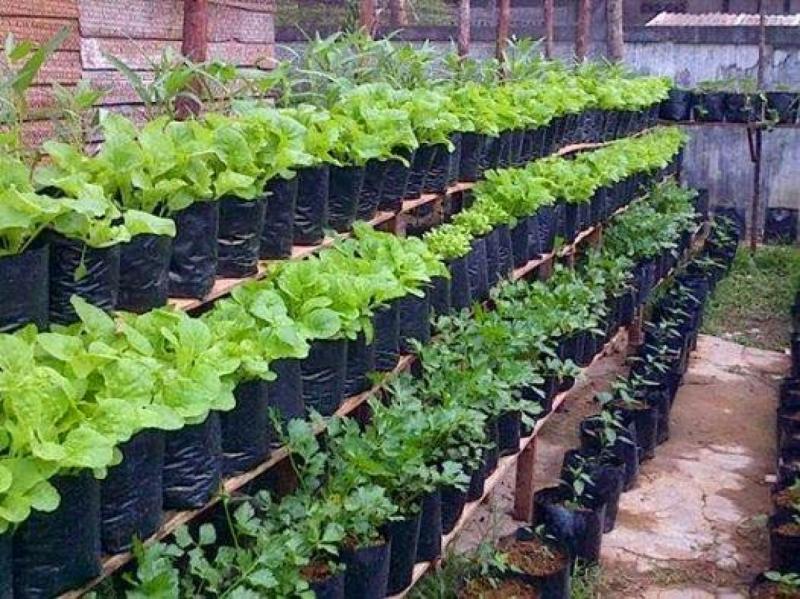 Tips Berkebun Organik Agar Tanaman Sehat Dan Subur