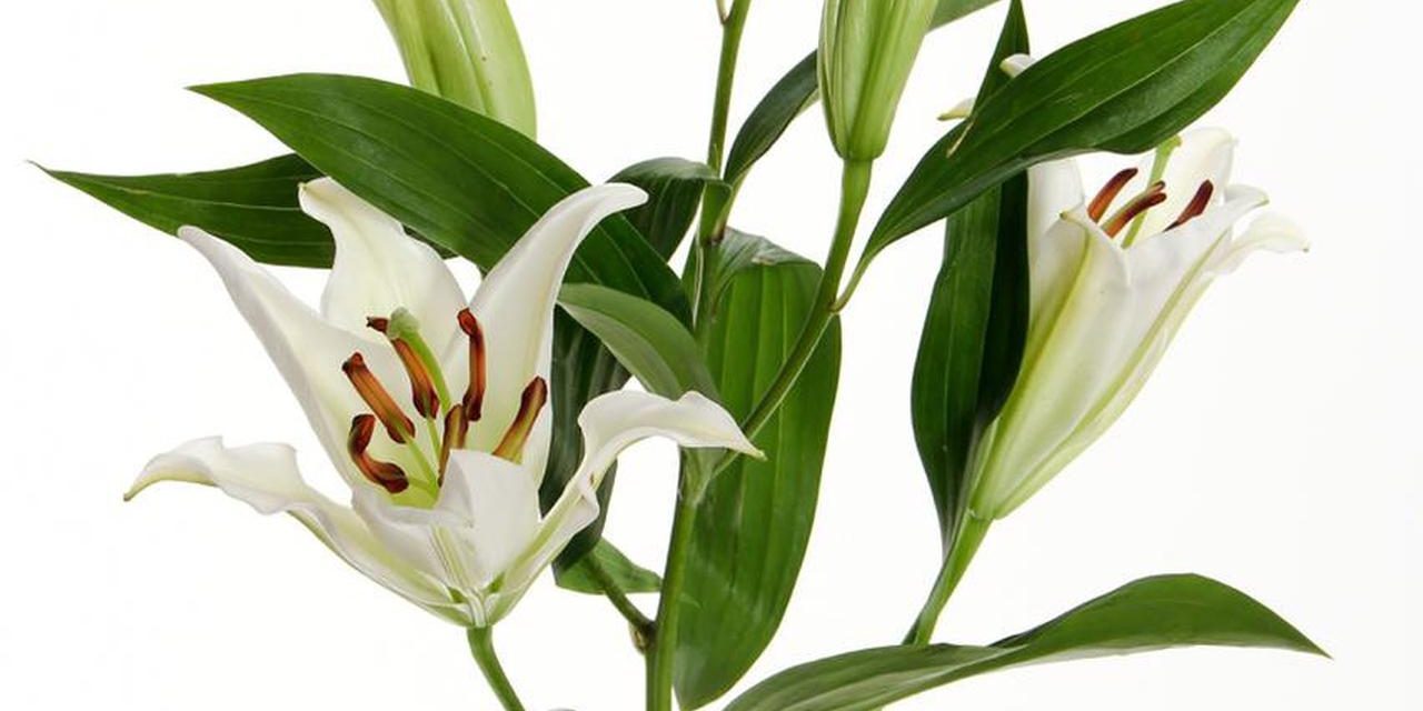 Bunga Lily: Simbol Kesucian Dan Keanggunan