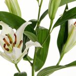 Bunga Lily: Simbol Kesucian Dan Keanggunan