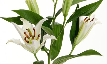 Bunga Lily: Simbol Kesucian Dan Keanggunan