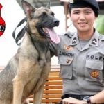 Peran Anjing K9 Dalam Penegakan Hukum Dan Keamanan