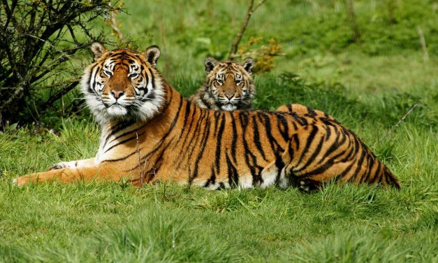Peran Kebun Binatang Dalam Konservasi Satwa Langka