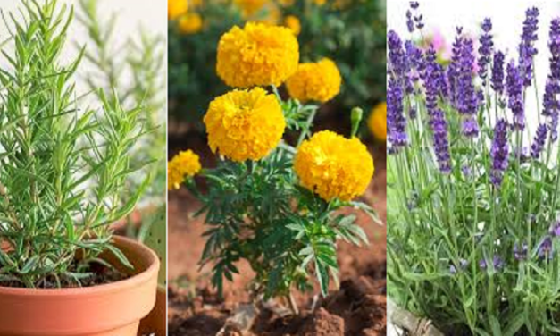 Rosemary: Tanaman Aromatik Segudang Manfaat Kesehatan