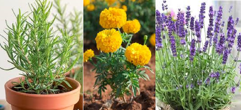 Rosemary: Tanaman Aromatik Segudang Manfaat Kesehatan