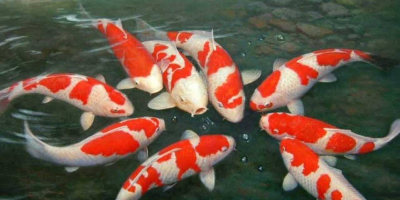 Teknik Budidaya Koi Di Kolam Rumah Yang Efisien