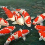 Teknik Budidaya Koi Di Kolam Rumah Yang Efisien