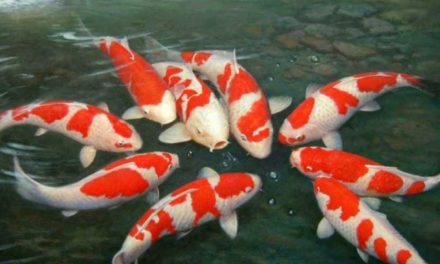 Teknik Budidaya Koi Di Kolam Rumah Yang Efisien