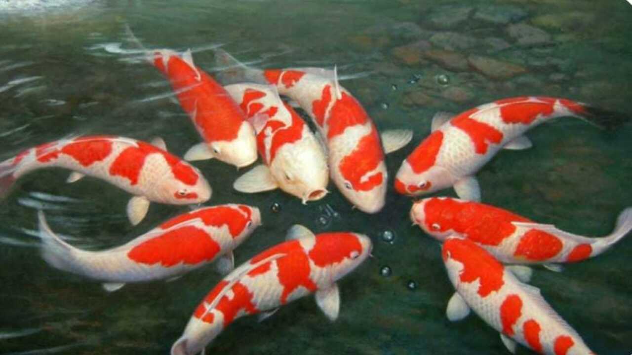 Teknik Budidaya Koi Di Kolam Rumah Yang Efisien