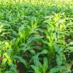 Tips Sukses Budidaya Jagung Di Lahan Kering Dan Subur