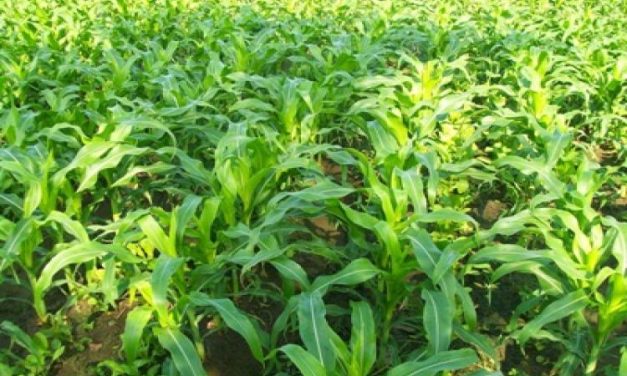Tips Sukses Budidaya Jagung Di Lahan Kering Dan Subur