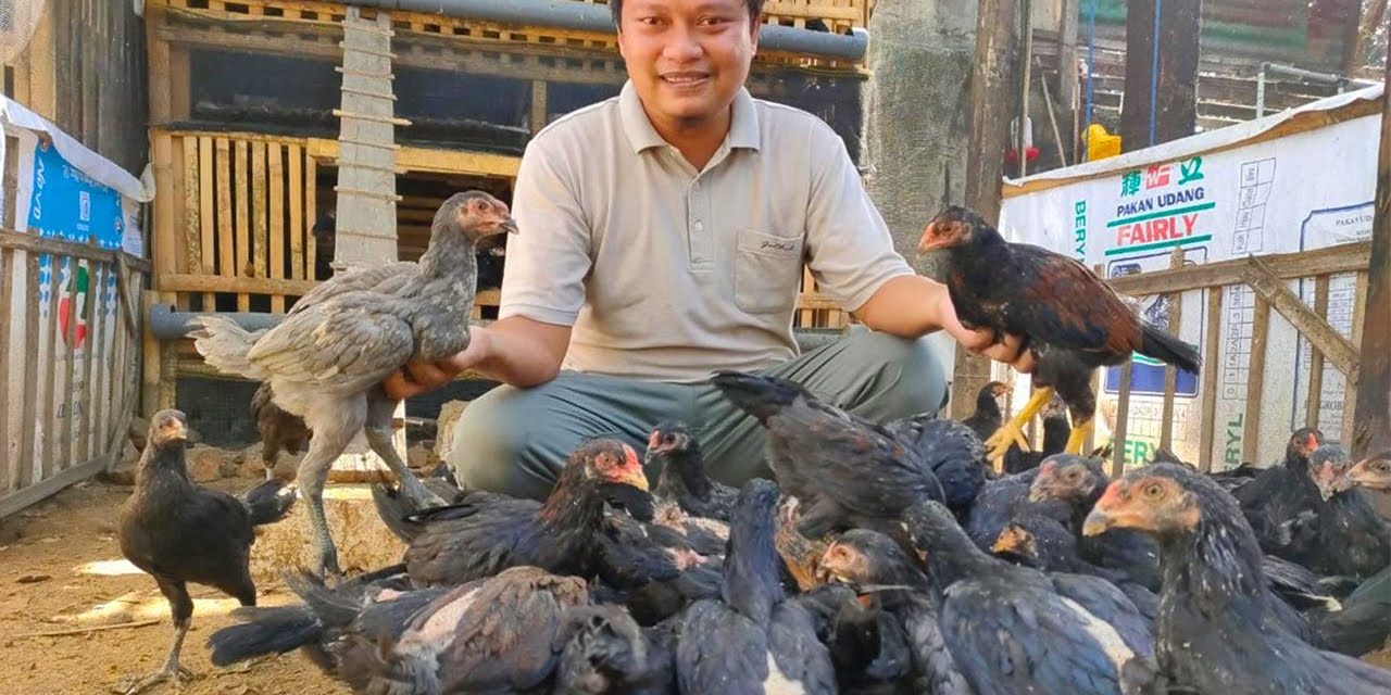 Cara Ternak Ayam Kampung Untuk Pemula Agar Cepat Untung