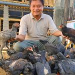 Cara Ternak Ayam Kampung Untuk Pemula Agar Cepat Untung