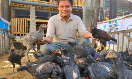Cara Ternak Ayam Kampung Untuk Pemula Agar Cepat Untung