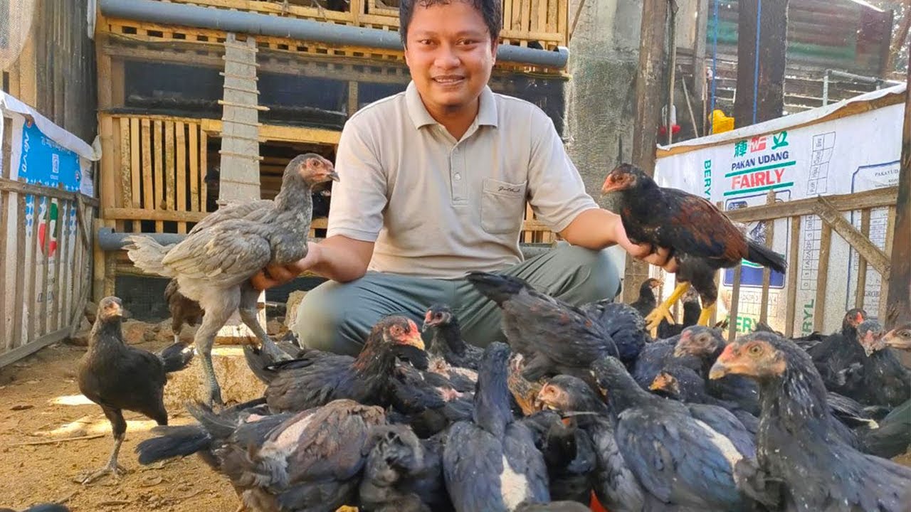 Cara Ternak Ayam Kampung Untuk Pemula Agar Cepat Untung