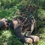 Dampak Perkebunan Sawit Terhadap Habitat Gajah Di Sumatera