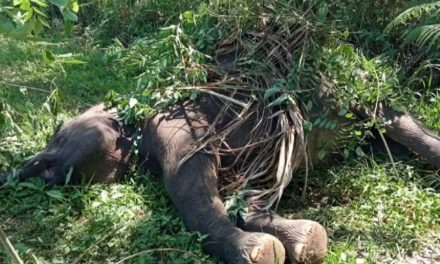 Dampak Perkebunan Sawit Terhadap Habitat Gajah Di Sumatera