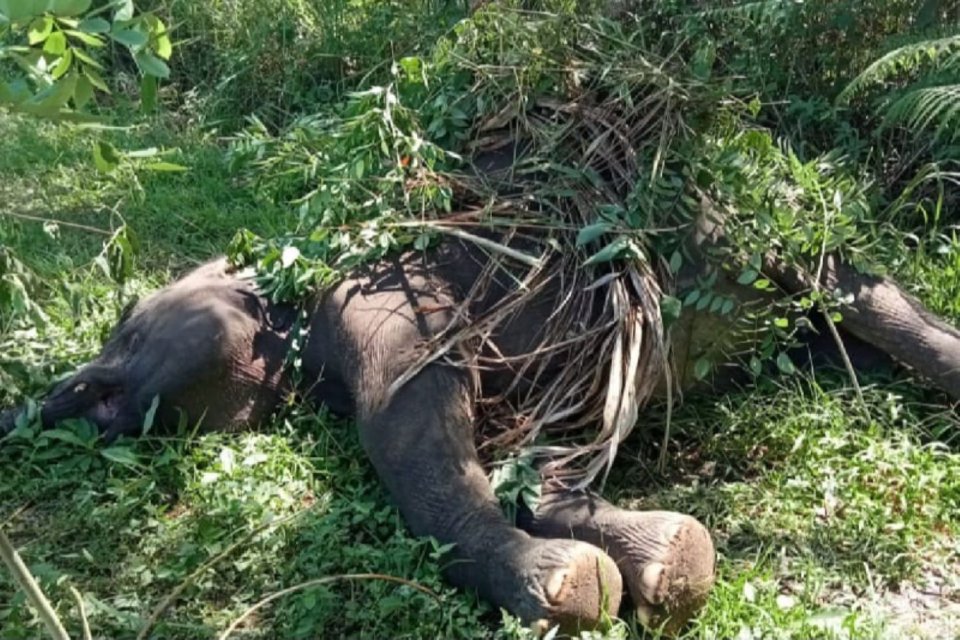 Dampak Perkebunan Sawit Terhadap Habitat Gajah Di Sumatera