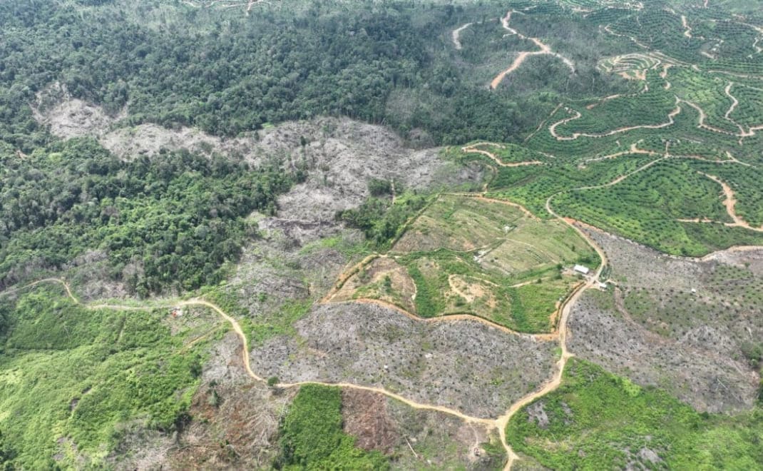 Deforestasi Dan Ancaman Nyata Bagi Masa Depan Anak Bangsa