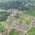 Kerusakan Hutan Di Indonesia Yang Semakin Mengkhawatirkan