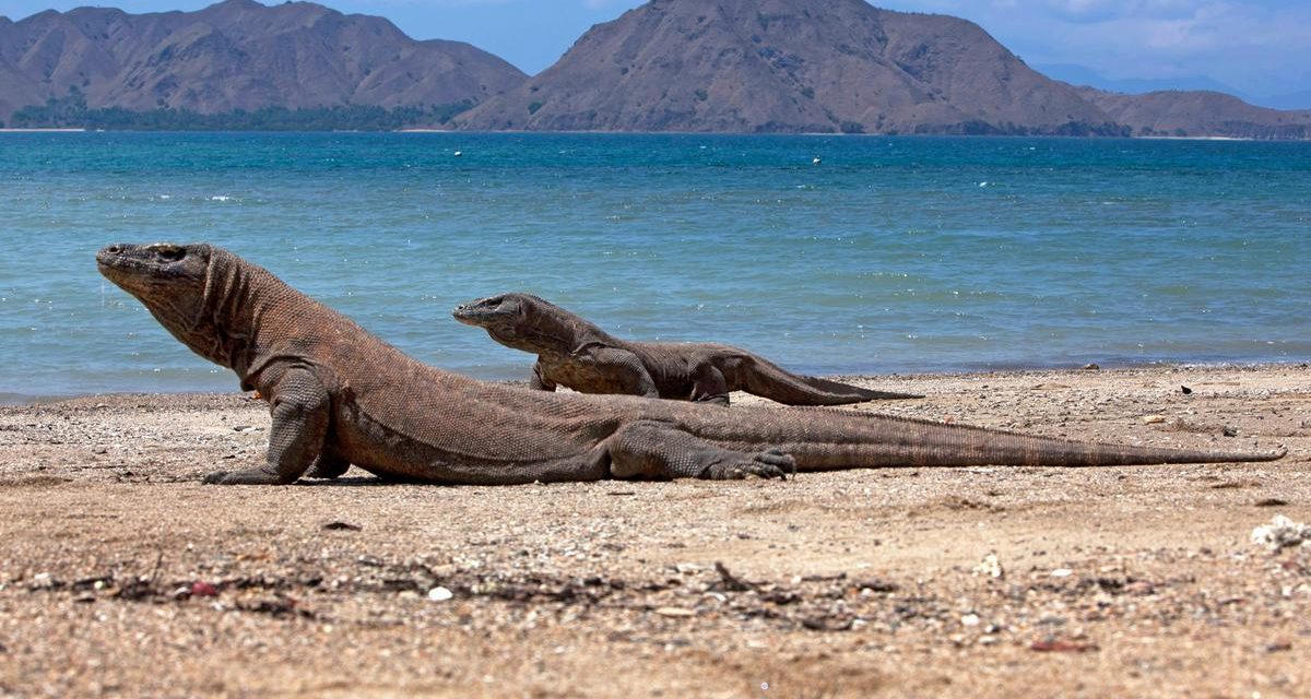Keunikan Komodo: Reptil Purba Yang Masih Bertahan Di Indonesia