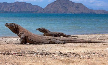 Keunikan Komodo: Reptil Purba Yang Masih Bertahan Di Indonesia
