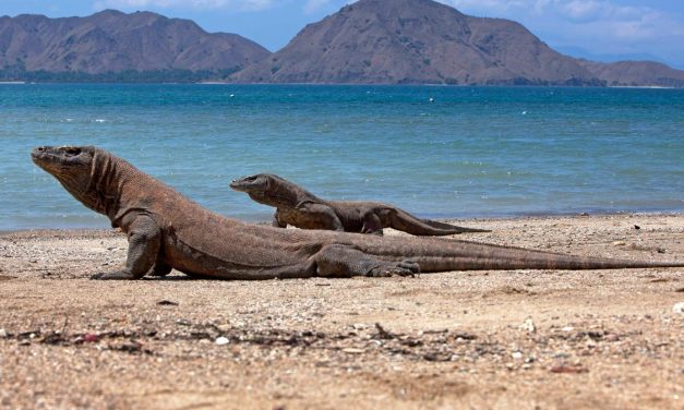Keunikan Komodo: Reptil Purba Yang Masih Bertahan Di Indonesia