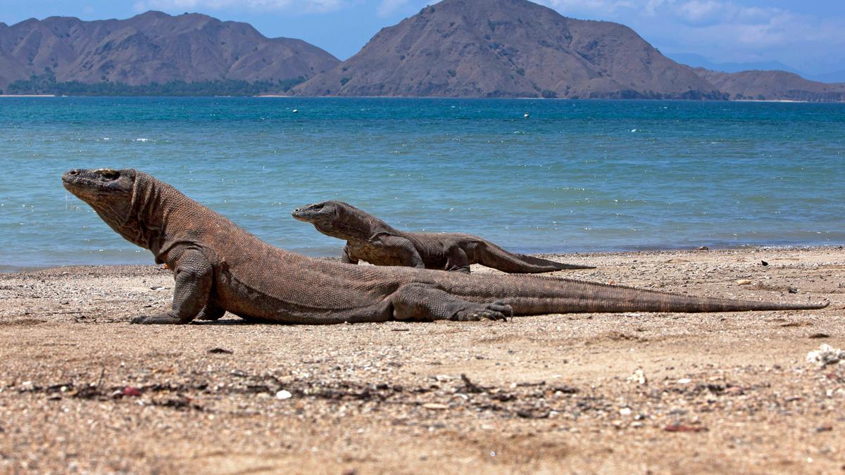 Keunikan Komodo: Reptil Purba Yang Masih Bertahan Di Indonesia