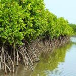 Peran Mangrove Dalam Menjaga Ekosistem Pesisir
