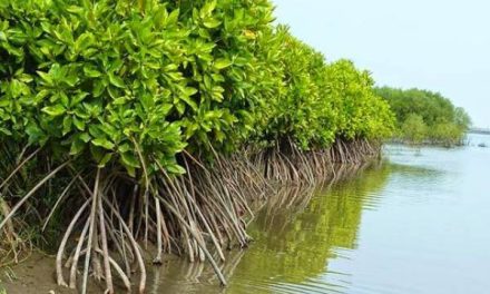 Peran Mangrove Dalam Menjaga Ekosistem Pesisir