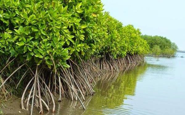 Peran Mangrove Dalam Menjaga Ekosistem Pesisir