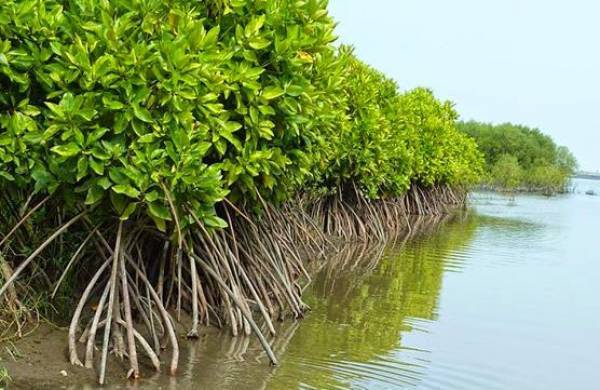 Peran Mangrove Dalam Menjaga Ekosistem Pesisir