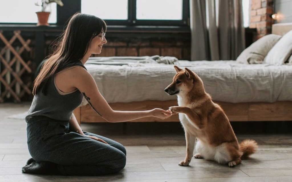 Panduan Merawat Anjing Peliharaan Sehat Dan Bahagia
