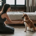 Panduan Merawat Anjing Peliharaan Sehat Dan Bahagia
