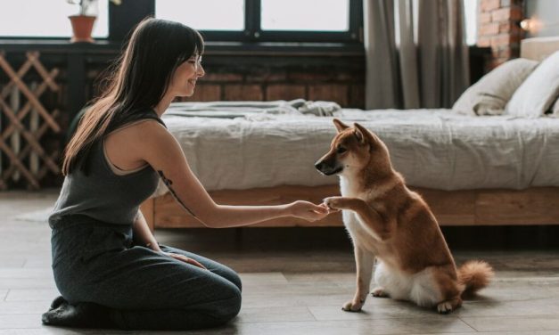 Panduan Merawat Anjing Peliharaan Sehat Dan Bahagia