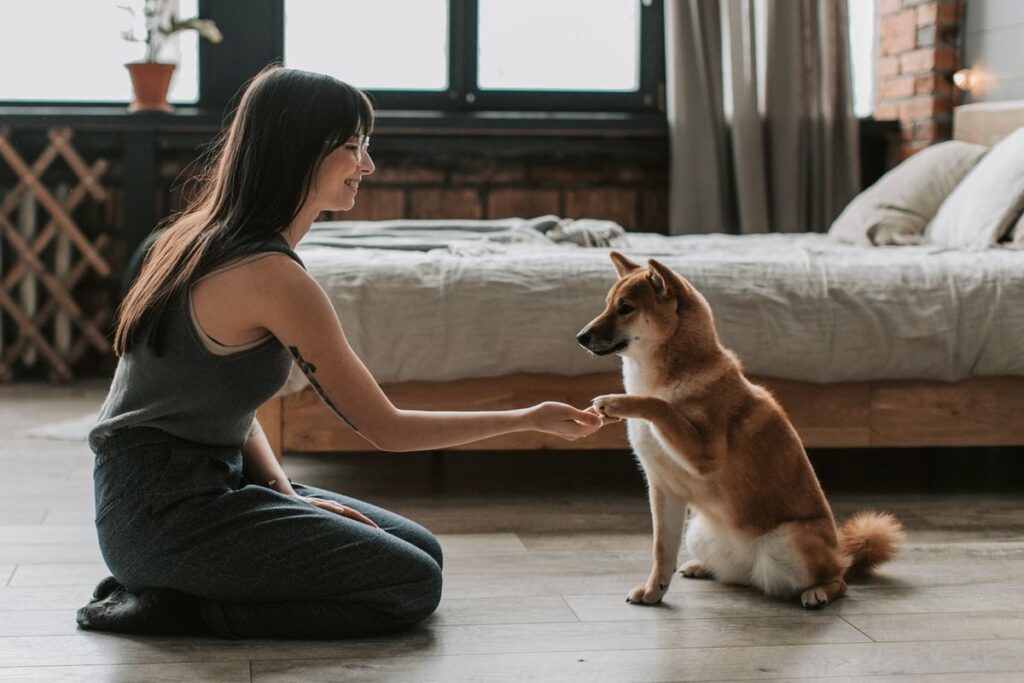 Panduan Merawat Anjing Peliharaan Sehat Dan Bahagia