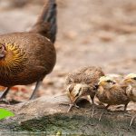 Ayam Hutan Hijau Dan Ayam Hutan Merah, Apa Bedanya?