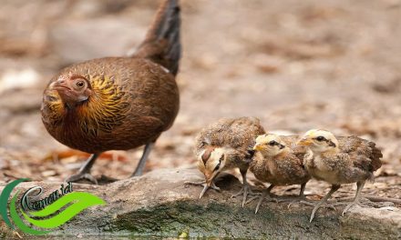 Ayam Hutan Hijau Dan Ayam Hutan Merah, Apa Bedanya?