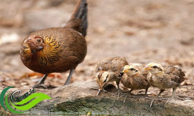 Ayam Hutan Hijau Dan Ayam Hutan Merah, Apa Bedanya?