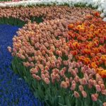 Bunga Tulip: Mengenal Keindahan, Jenis, Dan Cara Merawatnya