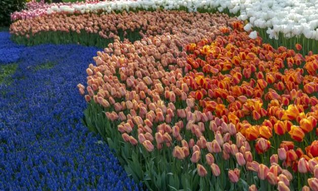 Bunga Tulip: Mengenal Keindahan, Jenis, Dan Cara Merawatnya