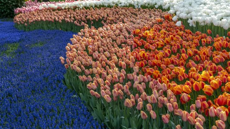 Bunga Tulip: Mengenal Keindahan, Jenis, Dan Cara Merawatnya