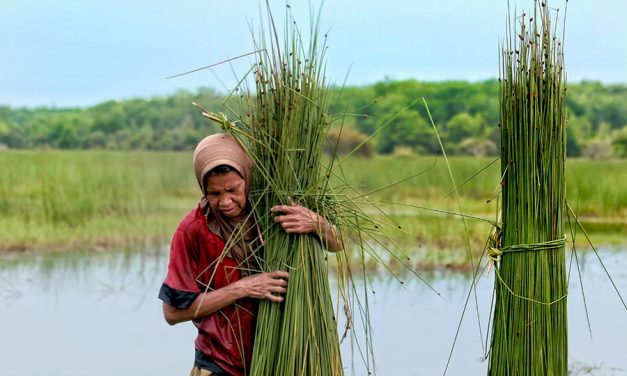 Lahan Basah: Ekosistem Kekayaan Keanekaragaman Hayati