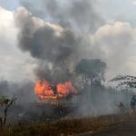 Kebakaran Hutan Di Papua: Penyebab Dan Dampak Kehidupan