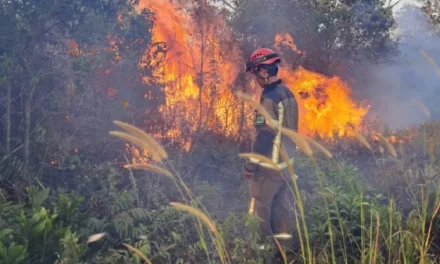 Krisis Kebakaran Hutan Indonesia: Tantangan Pemadaman Api