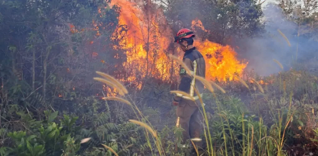 Krisis Kebakaran Hutan Indonesia: Tantangan Pemadaman Api