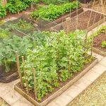 Solusi Berkebun Urban Farming Di Tengah Keterbatasan Lahan