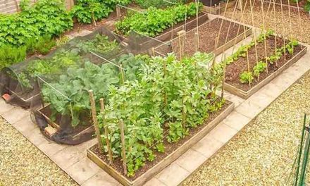 Solusi Berkebun Urban Farming Di Tengah Keterbatasan Lahan