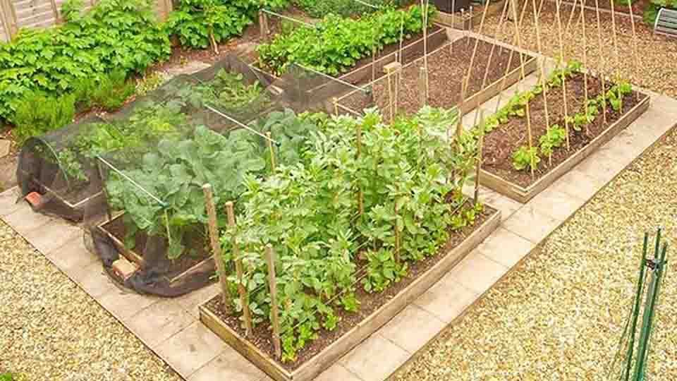 Solusi Berkebun Urban Farming Di Tengah Keterbatasan Lahan